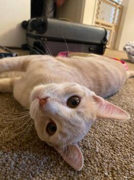 Gaspar -  Domestic Short Hair Cat for Adoption in Oceanside, California - Gaspar | PetCurious