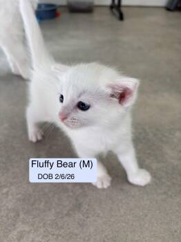 Domestic Short Hair Cats Available for Adoption in Vacaville, California - Fluffy Bear Bonded With Teddy Bear | PetCurious