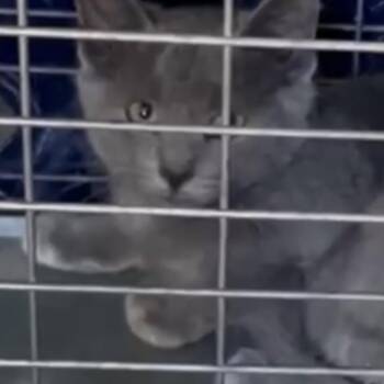 Ashby -  Domestic Short Hair Cat for Adoption in New York, New York - Ashby | PetCurious