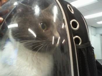 KIMCHI -  Domestic Short Hair Cat for Adoption in Charlotte, North Carolina - KIMCHI | PetCurious