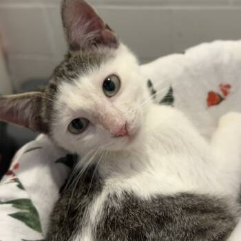 Rescue Domestic Short Hair Cats for Adoption in West Des Moines, Iowa - Pluto | PetCurious