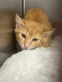 LL Cool J -  Domestic Short Hair Cat for Adoption in Berryville, Virginia - LL Cool J | PetCurious