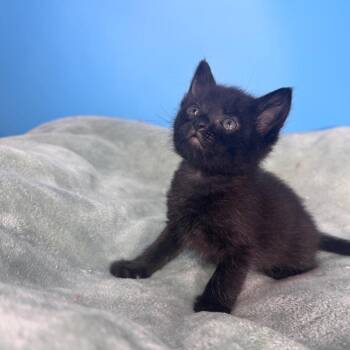 BamBam -  Domestic Short Hair Cat Available for Adoption in San Antonio, Texas - BamBam | PetCurious