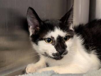 PENGUIN -  Domestic Short Hair Cat for Adoption in Camarillo, California - PENGUIN | PetCurious