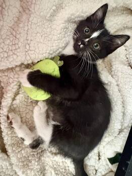 Branch -  Domestic Short Hair Cat for Adoption in Rowlett, Texas - Branch | PetCurious