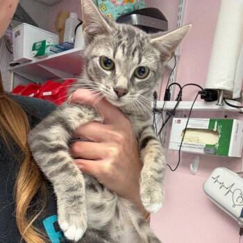 Domestic Short Hair Cats Available for Adoption - Tax Evasion | PetCurious