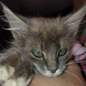 Domestic Long Hair Cats Available for Adoption in Titusville, Florida - Mikey | PetCurious