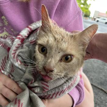 Domestic Short Hair Cats Available for Adoption in Lyndhurst, Virginia - SVAS-Stray-38605 | PetCurious