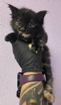 61236905 -  Domestic Long Hair Cat for Adoption in El Paso, Texas - 61236905 | PetCurious