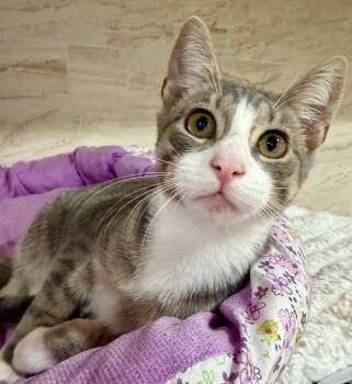 Sterling -  Domestic Short Hair Cat for Adoption in Manhasset, New York - Sterling | PetCurious