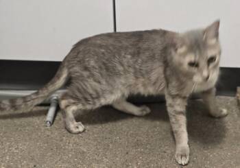 Domestic Short Hair Cats Available for Adoption in Lafayette, Colorado - Sheba | PetCurious