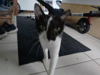 SUTTON -  Domestic Short Hair Cat for Adoption in Fort Lauderdale, Florida - SUTTON | PetCurious