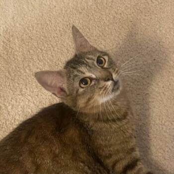 Rescue Domestic Short Hair Cats for Adoption in Chapel Hill, North Carolina - Oncilla | PetCurious