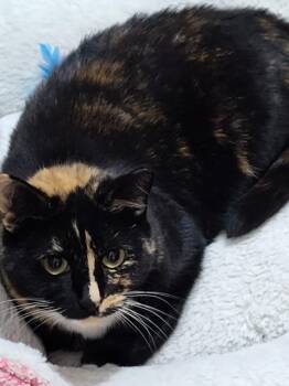Rescue Domestic Short Hair Cats for Adoption in Pawtucket, Rhode Island - Blossom | PetCurious