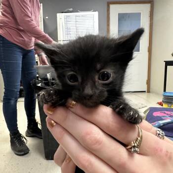 Asparagus -  Domestic Medium Hair Cat for Adoption in Milford, Iowa - Asparagus | PetCurious