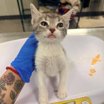 107461 -  Domestic Short Hair Cat for Adoption in Las Cruces, New Mexico - 107461 | PetCurious