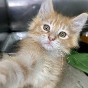 Ernie -  Domestic Medium Hair Cat for Adoption in Matteson, Illinois - Ernie | PetCurious