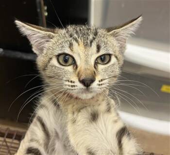 Rescue Domestic Short Hair Cats for Adoption in Hayward, California - NALA | PetCurious