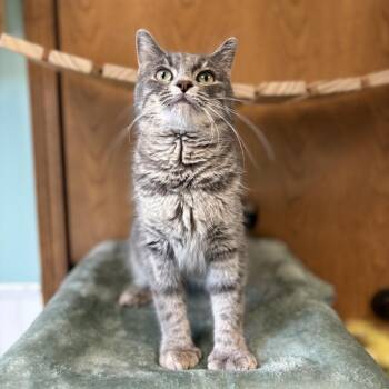 Misha -  Domestic Short Hair and Extra Toes Cat Hemingway Polydactyl Cat for Adoption in Fargo, North Dakota - Misha | PetCurious