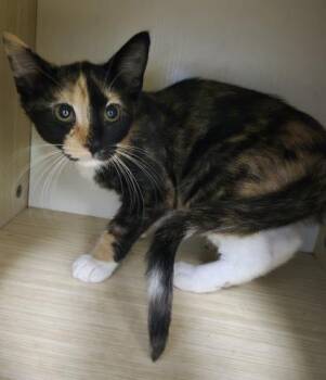GINGER -  Domestic Short Hair Cat for Adoption in Decatur, Illinois - GINGER | PetCurious