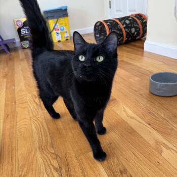 Domestic Short Hair Cats Available for Adoption - BATS | PetCurious