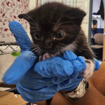Naria -  Domestic Short Hair Cat for Adoption in Philadelphia, Pennsylvania - Naria | PetCurious