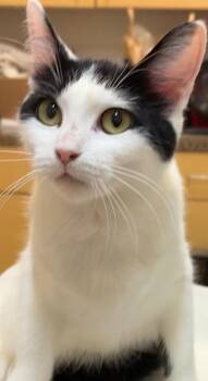 MARIBEL -  Domestic Short Hair Cat for Adoption in Elizabethton, Tennessee - MARIBEL | PetCurious