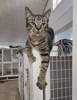 Rescue Domestic Short Hair Cats for Adoption in Melbourne, Florida - Natayum (Stryker