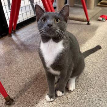 Boo boo -  Domestic Short Hair Cat for Adoption in Sarasota, Florida - Boo Boo | PetCurious