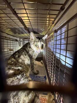 SHORTY -  Domestic Short Hair Cat for Adoption in San Antonio, Texas - SHORTY | PetCurious