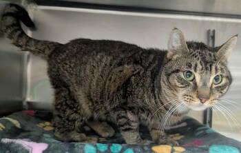 Domestic Short Hair Cats Available for Adoption in Evansville, Indiana - Wanderly | PetCurious
