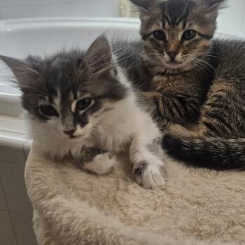 Misty and Harbor (Bonded pair) -  Domestic Medium Hair Cat for Adoption in Renton, Washington - Misty And Harbor (Bonded Pair) | PetCurious