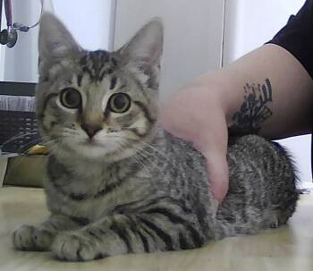 Reveille -  Domestic Short Hair Cat for Adoption in Dayton, Minnesota - Reveille | PetCurious