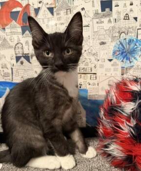 Ferris -  Tuxedo and Domestic Short Hair Cat for Adoption in Lombard, Illinois - Ferris | PetCurious