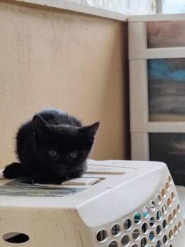 Rescue Domestic Short Hair Cats for Adoption in Marion, North Carolina - Jenna (Community Assist) | PetCurious