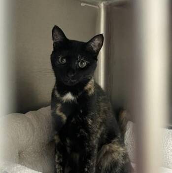 Reese -  Tortoiseshell Cat for Adoption in Attleboro, Massachusetts - Reese | PetCurious
