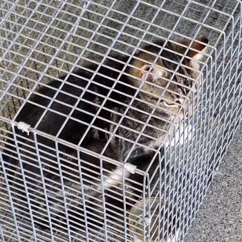 Domestic Short Hair Cats Available for Adoption in Montgomery, Alabama - Small Tabby Cat | PetCurious