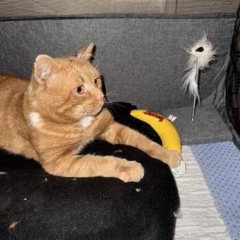 Domestic Short Hair Cats Available for Adoption - Hamlet | PetCurious