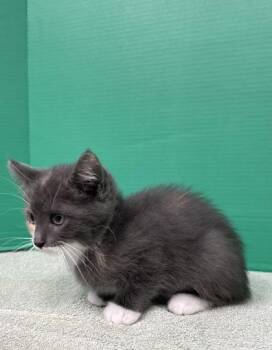 Domestic Short Hair Cats Available for Adoption in Houston, Texas - Yuri | PetCurious
