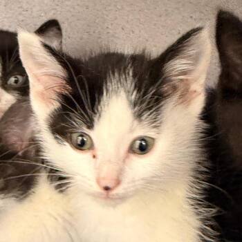 Domestic Short Hair Cats Available for Adoption in Evansville, Indiana - Metta | PetCurious