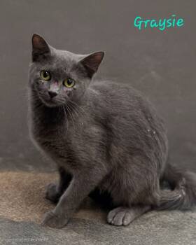 Rescue Domestic Short Hair Cats for Adoption in Cambridge, Maryland - Graysie | PetCurious