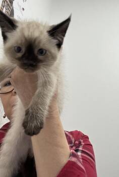 Kittens -5 Maine Coon / Siamese -  Maine Coon and Siamese Cat for Adoption in Brampton, Ontario - Kittens -5 Maine Coon / Siamese | PetCurious