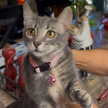 Butterfly Rose -  Domestic Short Hair Cat for Adoption in Oklahoma City, Oklahoma - Butterfly Rose | PetCurious