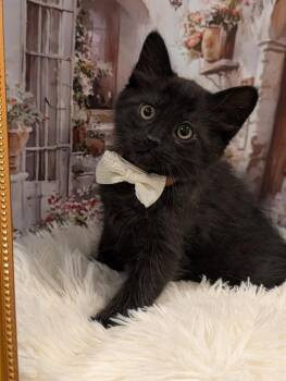 Domestic Medium Hair Cats Available for Adoption in Fremont, California - Simba | PetCurious