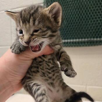 Tabberino -  Domestic Short Hair Cat for Adoption in South Elgin, Illinois - Tabberino | PetCurious