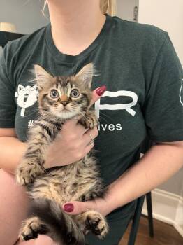 BOBO (Available for pre-adoption) -  Domestic Long Hair Cat for Adoption in Camden, South Carolina - BOBO (Available For Pre-adoption) | PetCurious