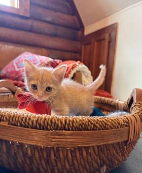 Tabby and Domestic Short Hair Cats Available for Adoption in Friendswood, Texas - Will Byers | PetCurious