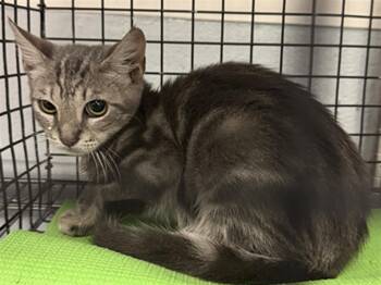 GREISY -  Domestic Short Hair Cat for Adoption in Houston, Texas - GREISY | PetCurious