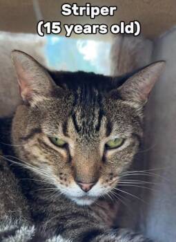 Striper -  Domestic Short Hair Cat for Adoption in New Braunfels, Texas - Striper | PetCurious