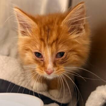 Blinx -  Domestic Medium Hair Cat for Adoption in Evansville, Indiana - Blinx | PetCurious